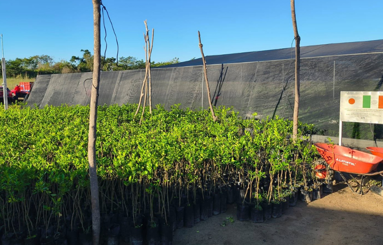 Entrega de plantas de limón en la Costa